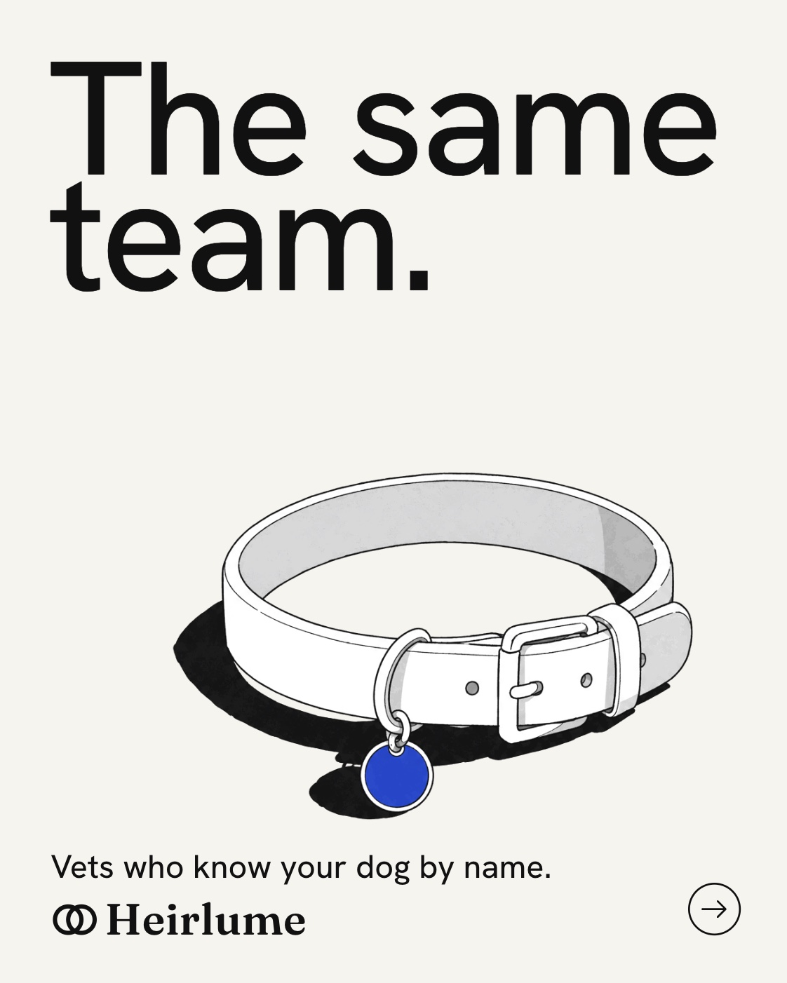The same team: a dog collar with a royal blue tag