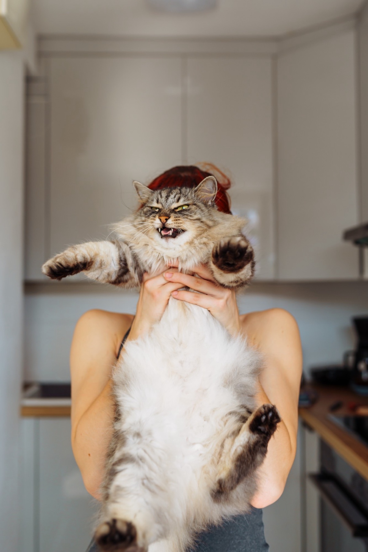 A fluffy tabby held up in a kitchen, mid-complaint
