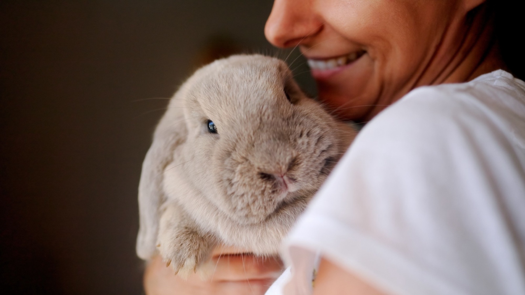 A lop rabbit on a smiling owner's shoulder