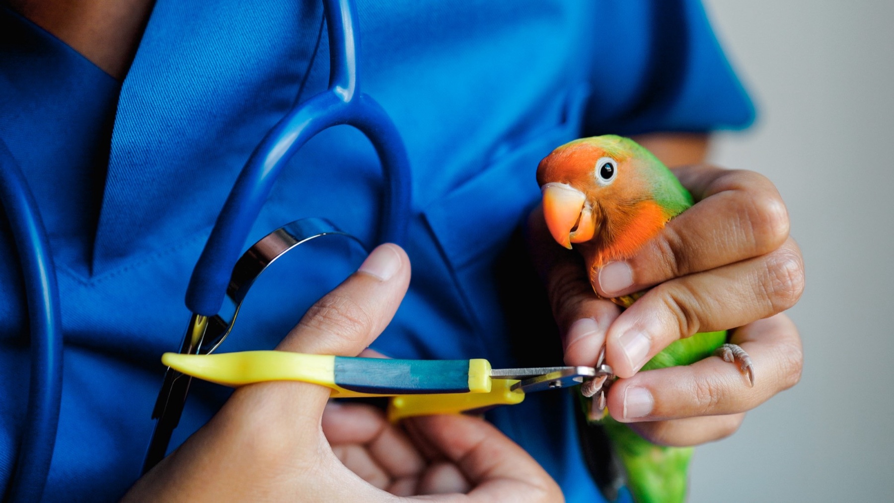 A lovebird getting its nails trimmed with yellow clippers