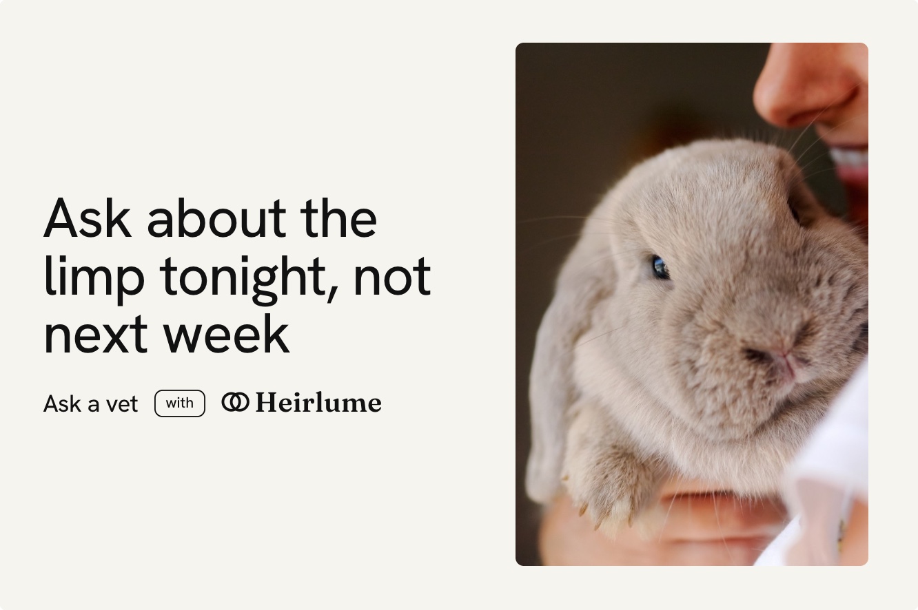 Ask about the limp tonight, not next week, beside a rabbit